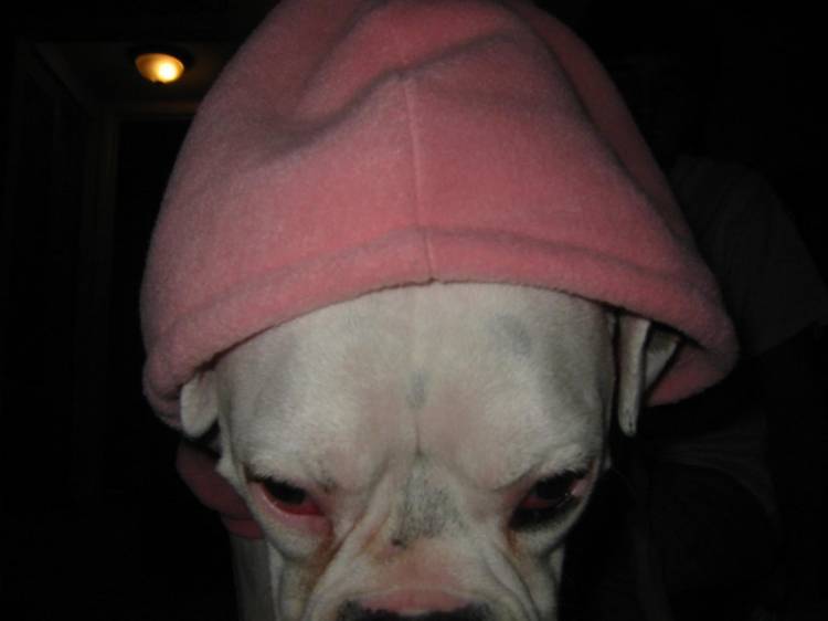 Greta phone home?