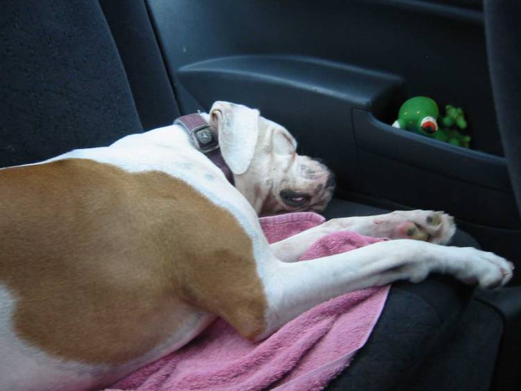Greta sleeping soundly after the Bash
