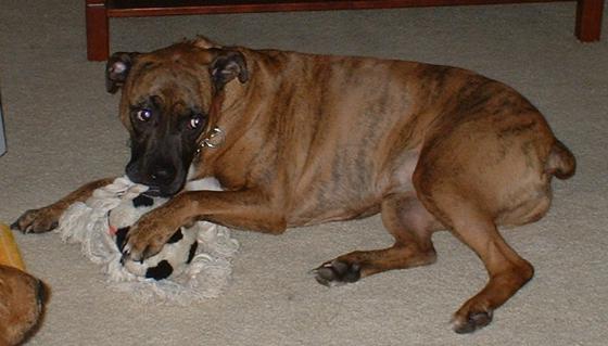 Gretal and her toy