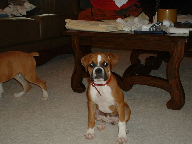 Gretchen 13 wks