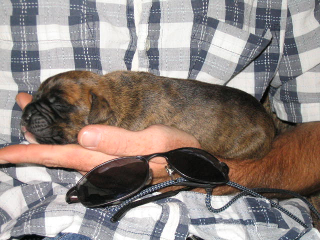 Griffin