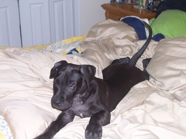 Grizz on the bed :)