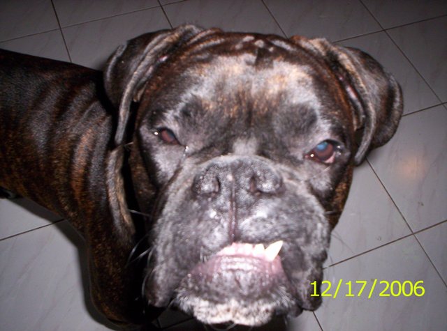 Grr Give me a snack!