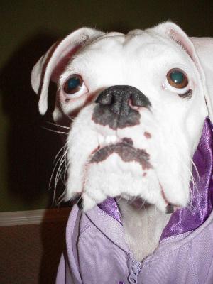Grr..I see that puppy treat