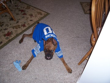 Grrr_Go_Lions