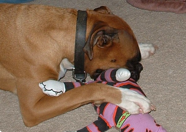 GRRRR... I'm gonna get you 'Dirty Rotten Kitty'