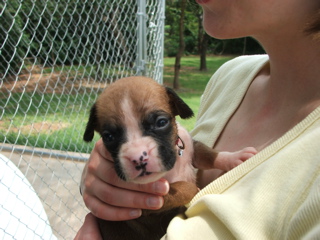grumpy 2.5 wks