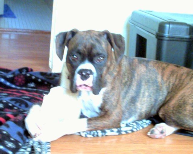 grumpy magoo