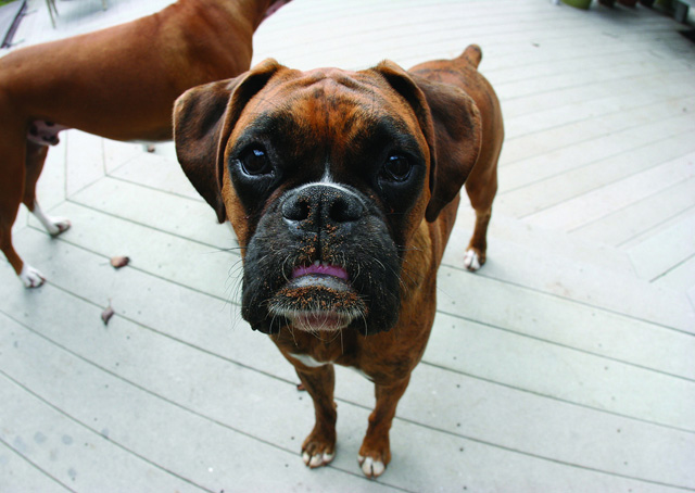 Guapo Eats Dirt