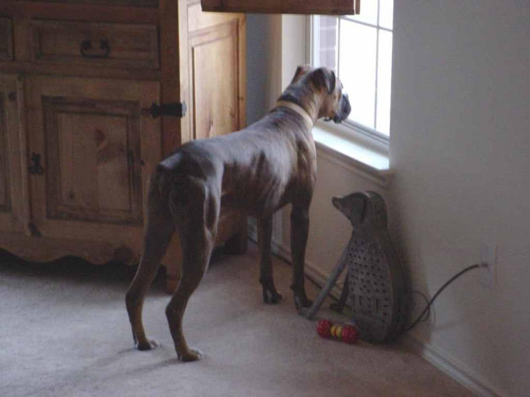 Guard Dog Cuatro