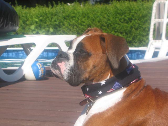 Guard dog