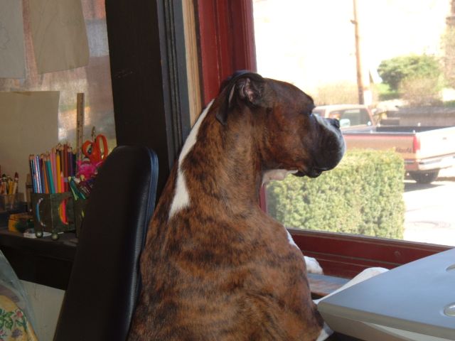 guard dog