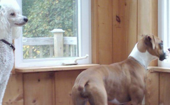 Guard Dogs