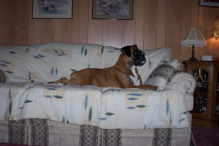 Guardian_of_the_Couch