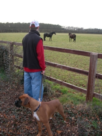 Guarding the Horses