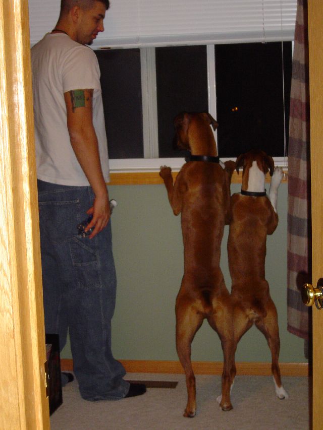 Guarding the house
