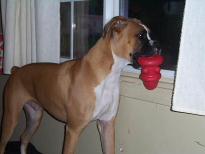 Guarding the window and chewing, his two fav things!