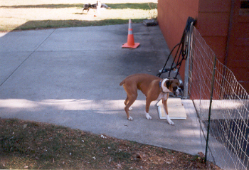 Guarding the yard