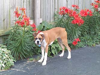 guarding_the_garden