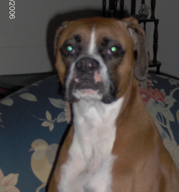 guilty boxer