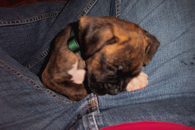 Guinness in mommy's lap (7wk)