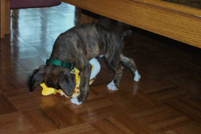 Guinness w/ ducky (7 weeks)