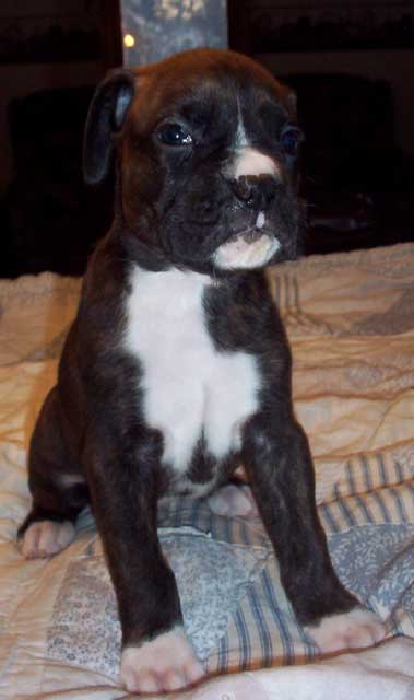 guinness1