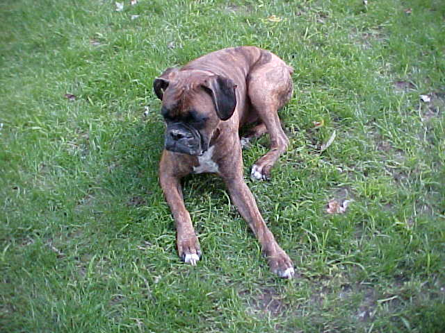 Gully,Gully, Good Boy