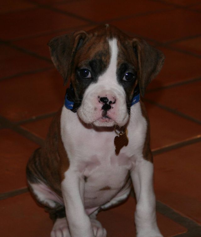 Gunnar @ 8 weeks
