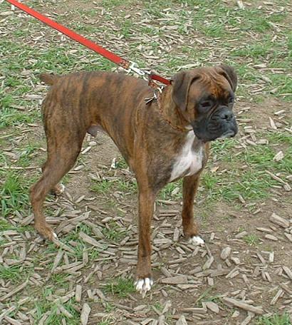 Gunnar at the Park