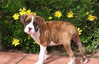 Gunnar in the daisies