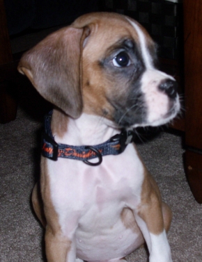Gunnar