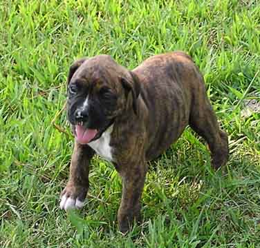 Gunnar_6weeks_small