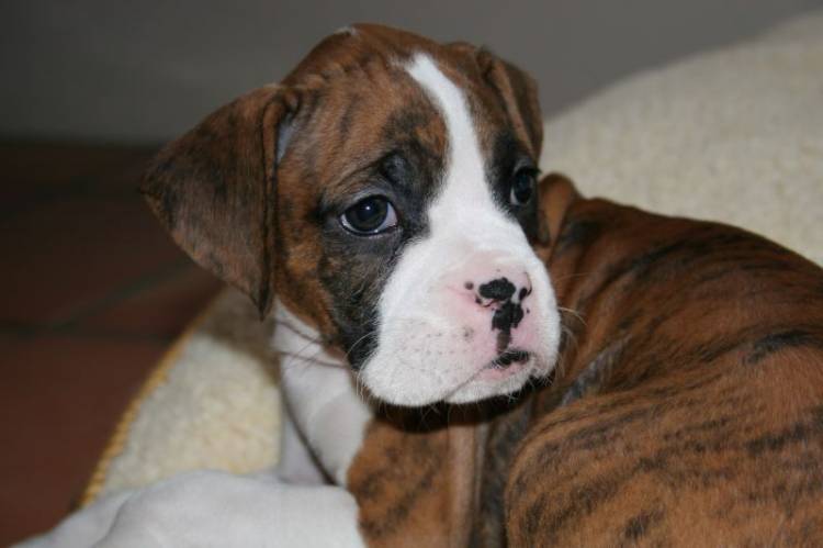 Gunnar's First Day Home