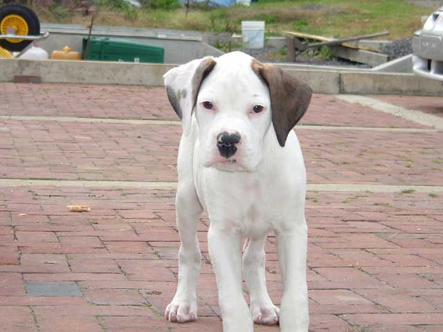 Gunner 11 Weeks
