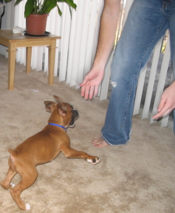 Gunner and dad playing