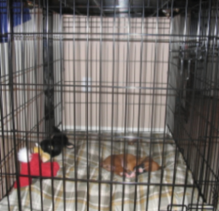 Gunner and his crate