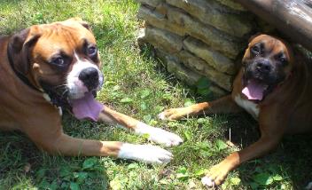 Gunner and Jesse Jane's Meeting