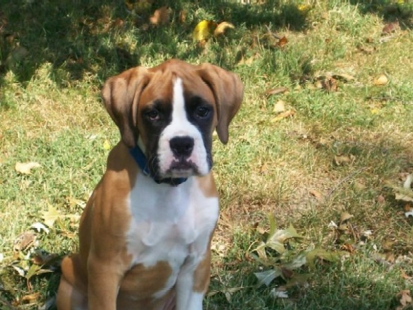 Gunner at 13 weeks