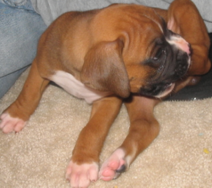 Gunner Biting His Foot