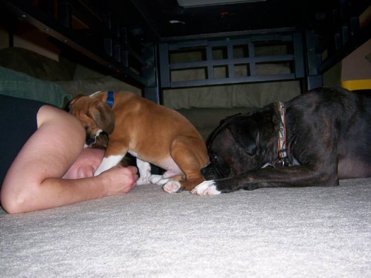 gunner_and_bentley
