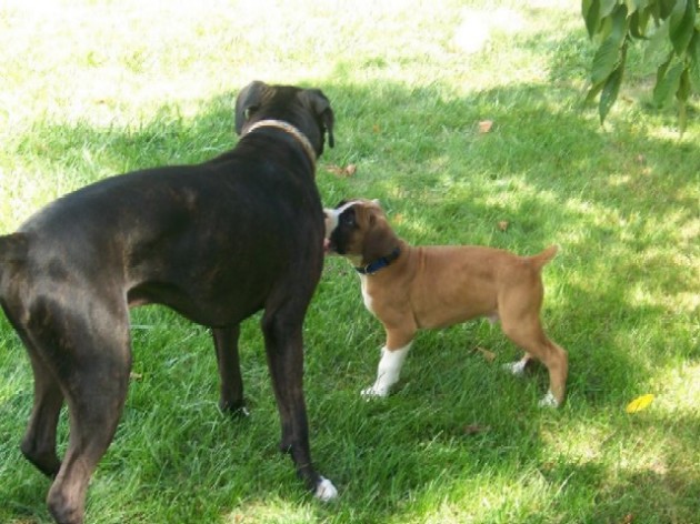 gunner_and_bentley_3