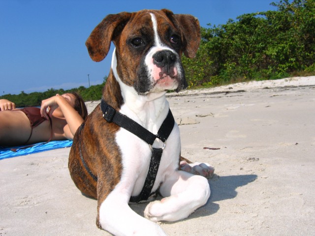 GUNNER_AT_THE_COVE_048