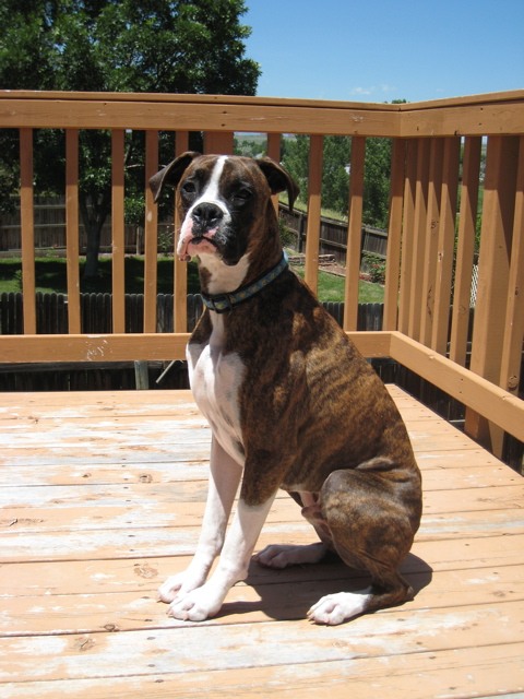 Gus, 1.5 years old