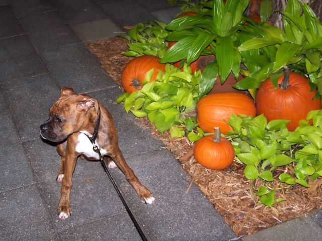 Gus - 4 months old in October