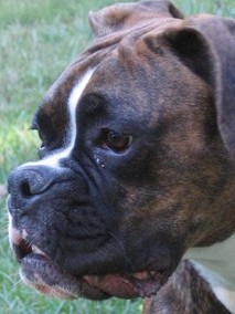 Gus @ 8 months old