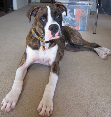 Gus, age 10 months