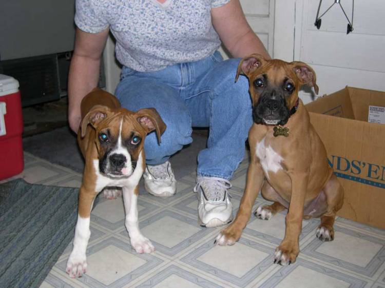 Gus and Dixie at Grandma's