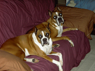 gus-and-elvis-2005-014-copy