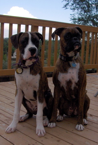 Gus and Gracie